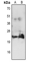 Anti-CD3e Antibody