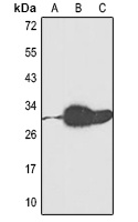 Anti-EPO Antibody