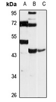 KAT2 antibody