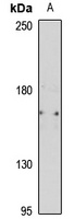 Anti-MRP5 Antibody