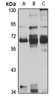 Anti-ABCE1 Antibody