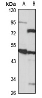 Abi-2 antibody