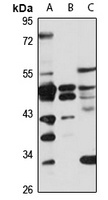 ACTL8 antibody