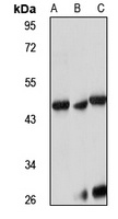 Anti-ACTR10 Antibody