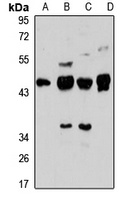 ARPM1 antibody