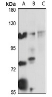 ADAMTSL4 antibody