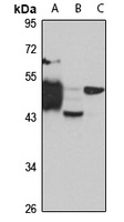 Centaurin-alpha-1 antibody