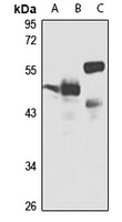 Alpha-2B Adrenergic Receptor antibody