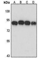 Anti-AFG3L2 Antibody