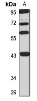 Anti-AIFM2 Antibody