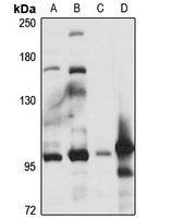 Anti-ALDH1L2 Antibody