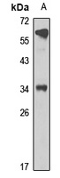 ALKBH2 antibody
