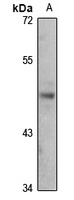 ALX4 antibody