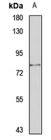 GP78 antibody