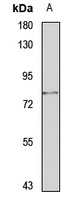 Anti-GP78 Antibody