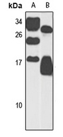 ANAPC13 antibody