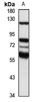 Sugen Kinase 288 antibody