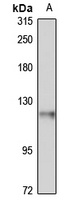 Anti-ANKLE2 Antibody