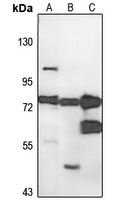 ANKZF1 antibody