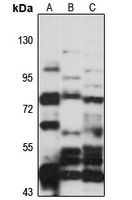 Anti-APPL2 Antibody