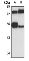 Arg3.1 antibody