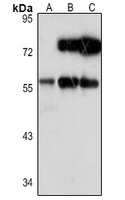 Anti-ARFGAP2 Antibody