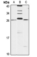 ARFRP1 antibody