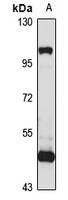 Anti-ARL13B Antibody