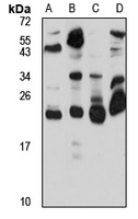 ARL3 antibody