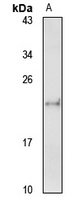 ARL6IP1 antibody