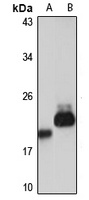 ARL8B antibody