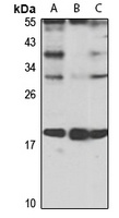 p21-ARC antibody