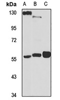 Anti-ARX Antibody