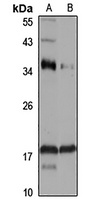 Anti-ASCL4 Antibody