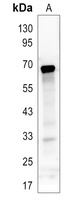 Anti-ASH2L Antibody