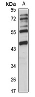 Anti-ASTL Antibody