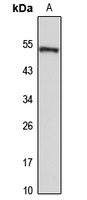 Anti-ATG12 Antibody