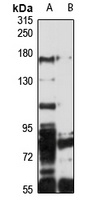 ATP8A1 antibody