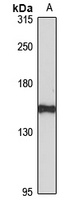 ATRNL1 antibody