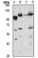 Advillin antibody