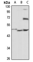 OAZIN antibody