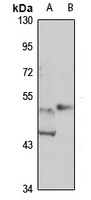 Anti-BANP Antibody