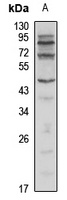 Anti-BCL2L13 Antibody