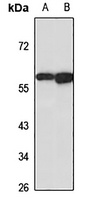 Anti-BCL3 Antibody