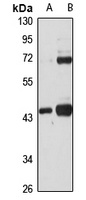 BDH1 antibody