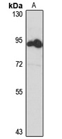 BORA antibody