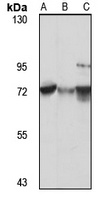 RNF52 antibody
