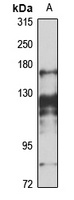 Anti-BRD1 Antibody
