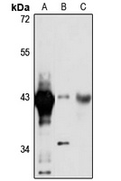 BXDC2 antibody