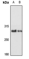 BRWD1 antibody